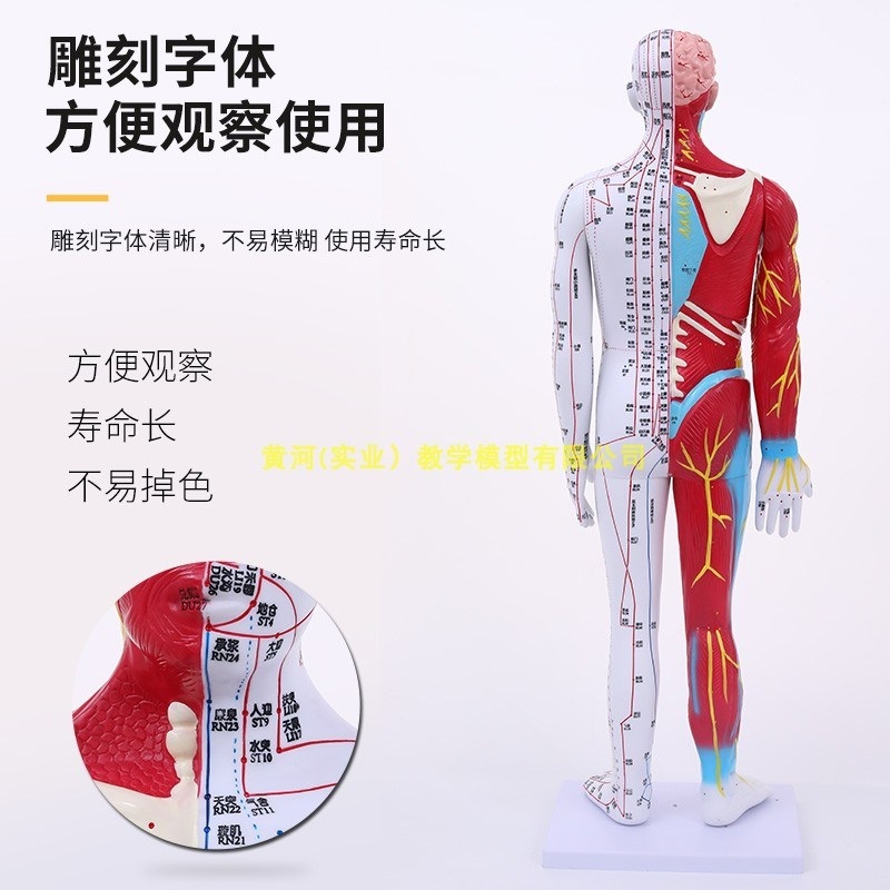한의학 마네킹 전신 침술 혈자리 수지침 인체 사람 교육 제트 60CM 반 피부 반 근육 해부학 - 상세 이미지 4