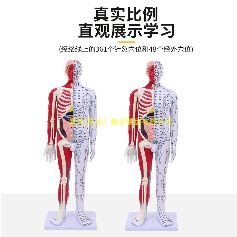 한의학 마네킹 전신 침술 혈자리 수지침 인체 사람 교육 제트 60CM 반 피부 반 근육 해부학 - 상세 이미지 3