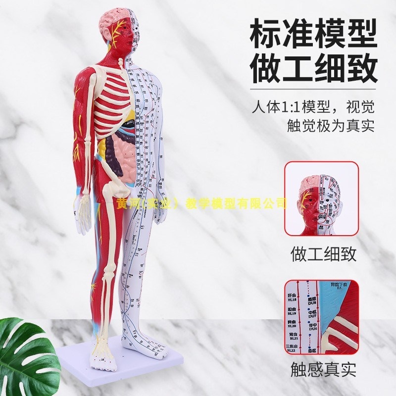 한의학 마네킹 전신 침술 혈자리 수지침 인체 사람 교육 제트 60CM 반 피부 반 근육 해부학 - 상세 이미지 5