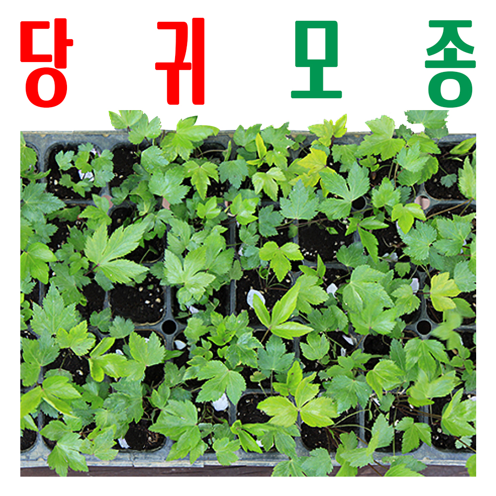 당귀모종/ 당귀종묘/ 묘종 새싹/ 지하 170m 청정수 깨끗한 물로 싹 틔움/ 미산약초농장 - 메인 이미지