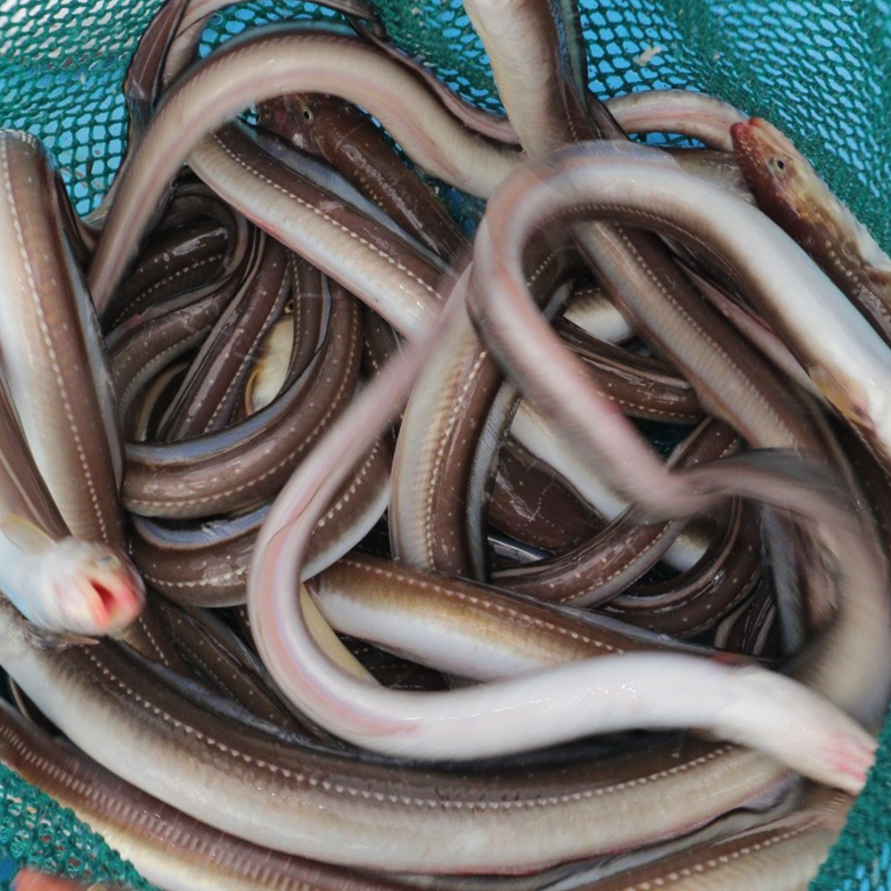 바다장어 아나고 생물장어 산지직송 신선한 손질장어 구이용 탕용 1kg 2kg - 상세 이미지 5