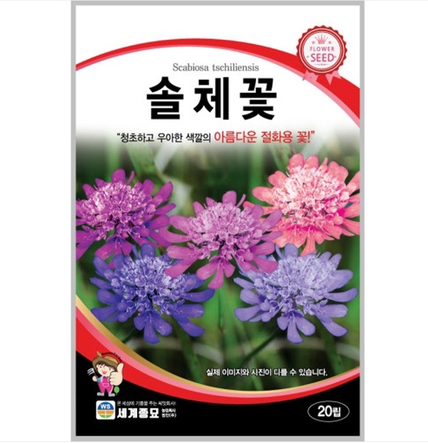 솔체꽃 20립 / 씨앗 종자 꽃씨 꽃밭 화단만들기 조경가꾸기 CR : 헤디유통