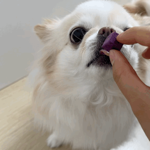 페네핏 고양이 동결건조 트릿 훈련 칭찬 저칼로리 간식 자색고구마, 100g, 1개 - 상세 이미지 3