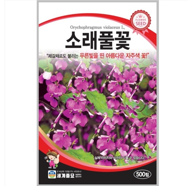 소래풀꽃 500립/ 씨앗 종자 꽃씨 꽃밭만들기 화단만들기 야생화씨앗 소래풀 CR : 헤디유통