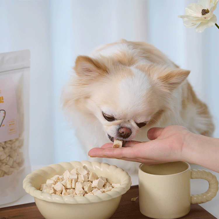 페네핏 강아지 동결건조 트릿 훈련 칭찬 저칼로리 간식 북어, 50g, 3개