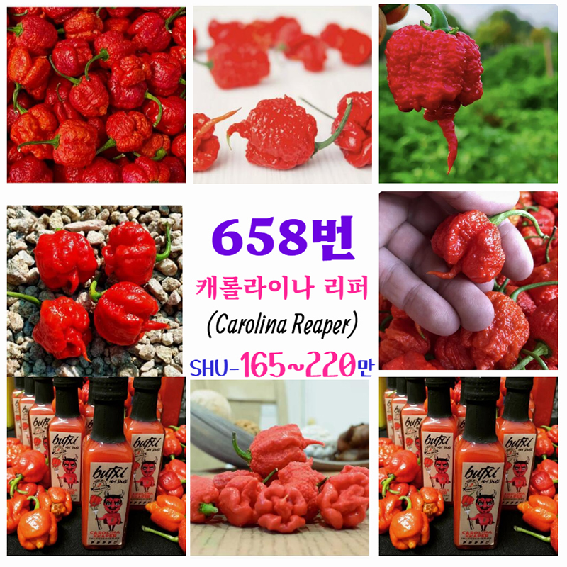 캐롤라이나리퍼 Carolina Reaper 부트 졸로키아 하바네로 세상에서 제일 매운 고추
