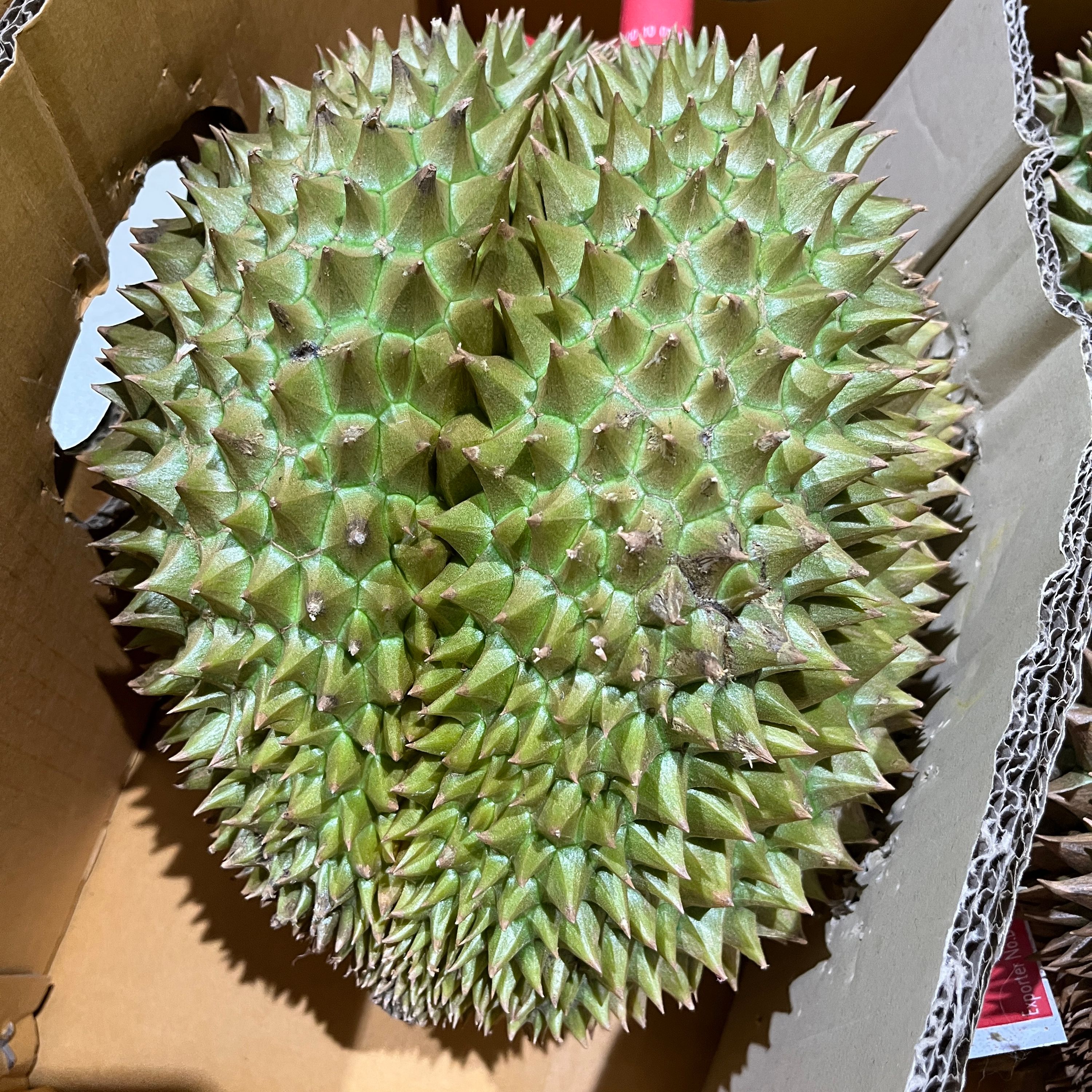 생 두리안 열대과일 2.5-3KG : 제이엔유통