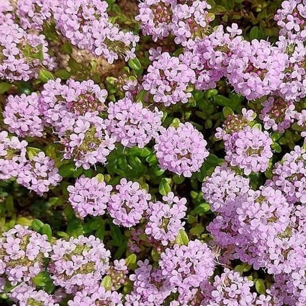 초록가든 백리향 3치화분 모종 야생화 꽃모종 : Greengarden