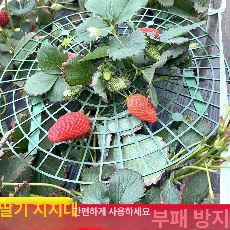 딸기 재배용 지지대 받침대 식물 화분 받침 과일 텃밭가꾸기 - 상세 이미지 5