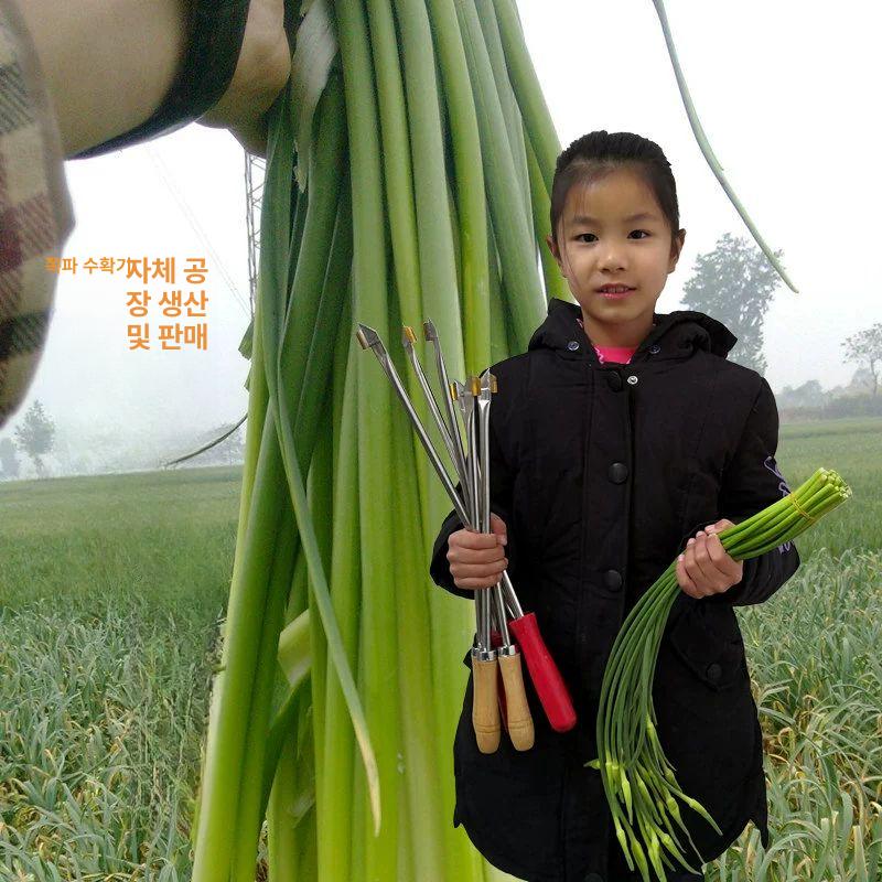 마늘쫑 뽑는 기계 기구 칼 마늘줄기 뽑기 마늘수확 도구 - 상세 이미지 5