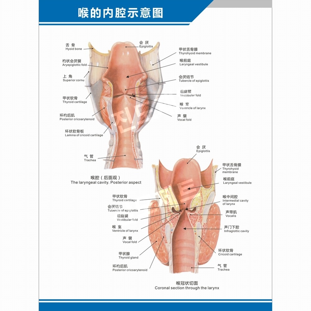 뇌모형 후두 실습 교육용 비강 인두 신체 장기 표본 후두 해부학 다이어그램 수직 방수UV차단 접착 40인치(70x105cm) - 상세 이미지 4