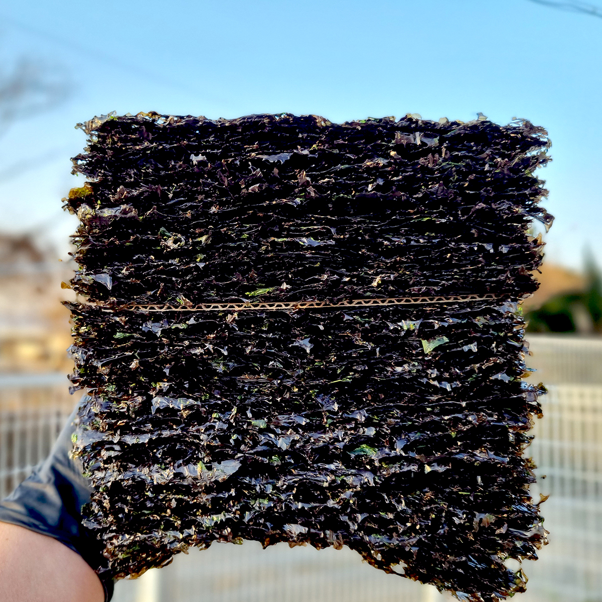 완도 특A 햇 곱창김 곱창돌김 재래김 햇김 100개입, 1개