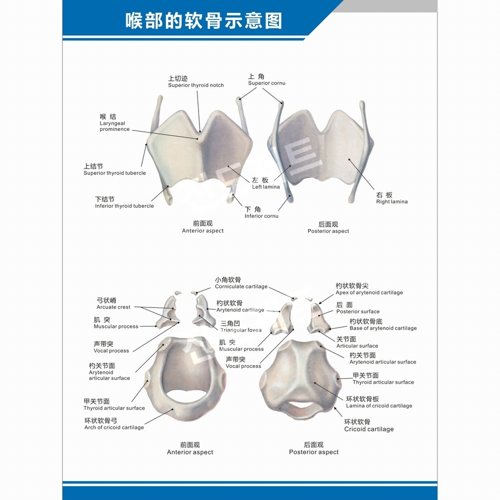 뇌모형 후두 실습 교육용 비강 인두 신체 장기 표본 후두 해부학 다이어그램 수직 방수UV차단 접착 40인치(70x105cm) - 상세 이미지 2