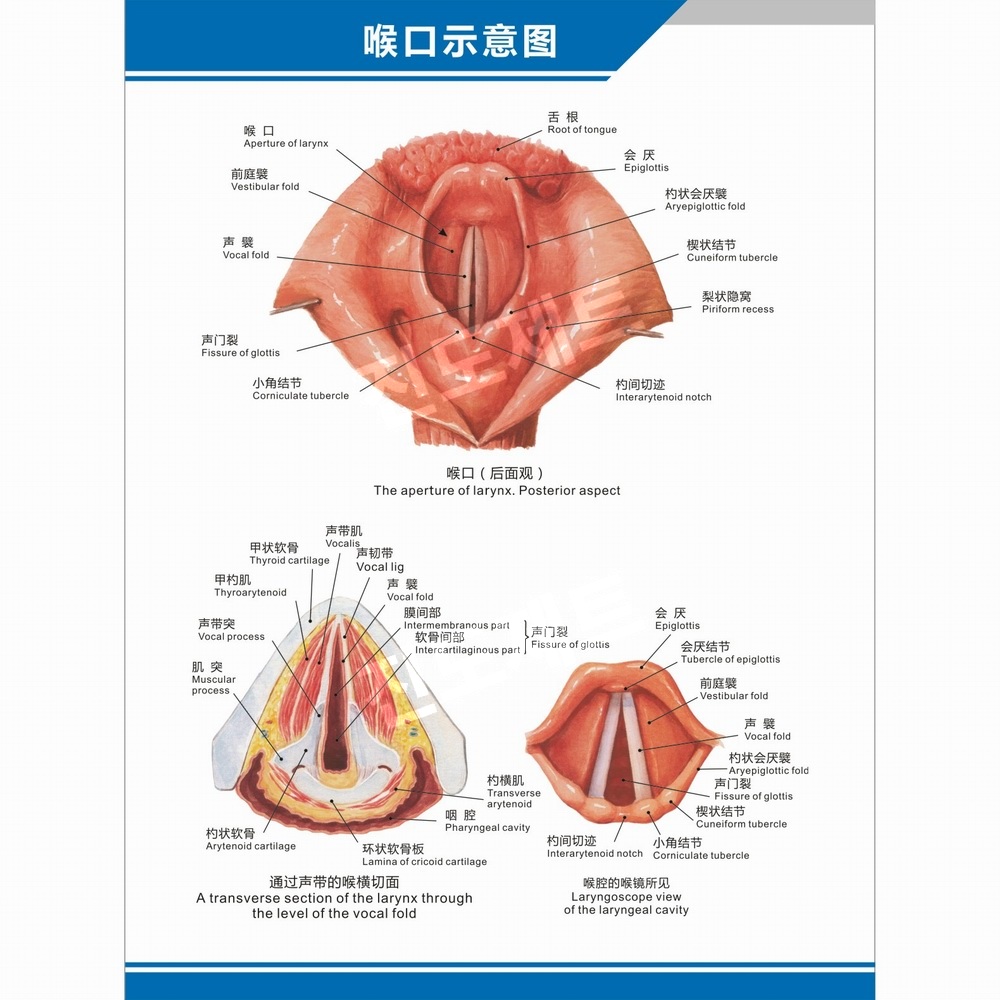 뇌모형 후두 실습 교육용 비강 인두 신체 장기 표본 후두 해부학 다이어그램 수직 방수UV차단 접착 40인치(70x105cm) - 상세 이미지 5