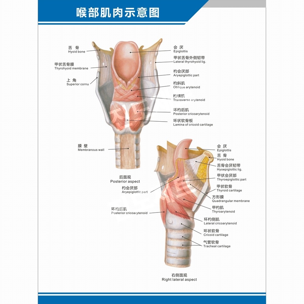 뇌모형 후두 실습 교육용 비강 인두 신체 장기 표본 후두 해부학 다이어그램 수직 방수UV차단 접착 40인치(70x105cm) - 상세 이미지 3