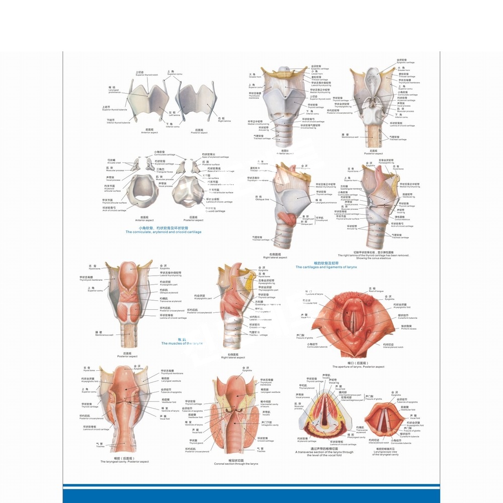 뇌모형 후두 실습 교육용 비강 인두 신체 장기 표본 후두 해부학 다이어그램 수직 방수UV차단 접착 40인치(70x105cm) - 상품 이미지
