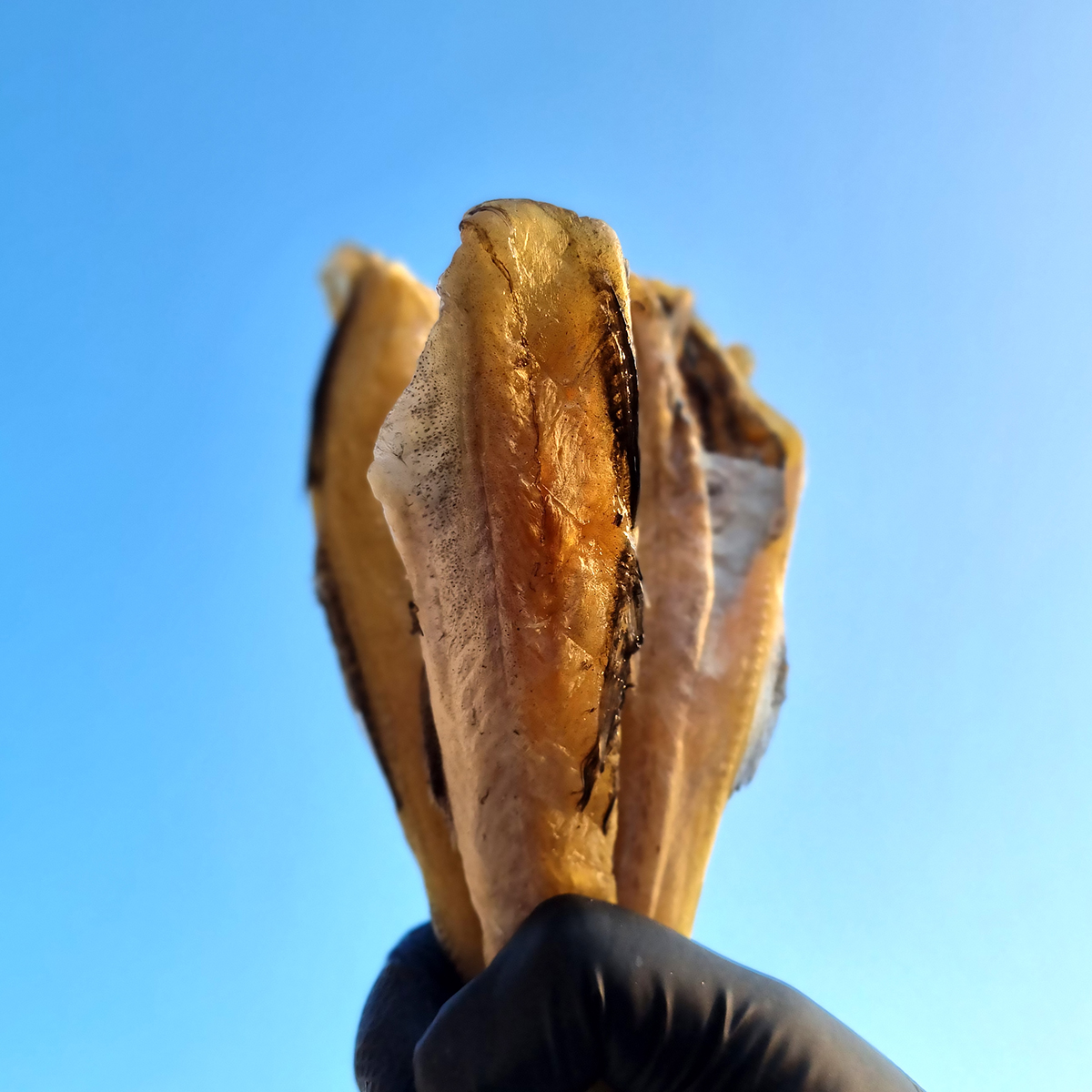 촉촉한 반건조노가리 두절 조미 손질 노가리 (중소) 500g, 1개 - 상세 이미지 5