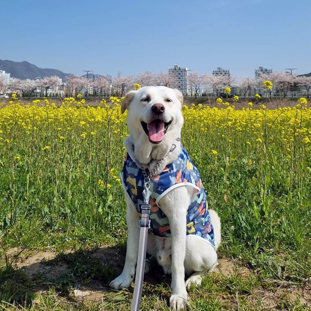 대형견옷 강아지 나시티 민소매 실내복 잠옷 중형견옷 여름옷 블루공룡 제품 이미지