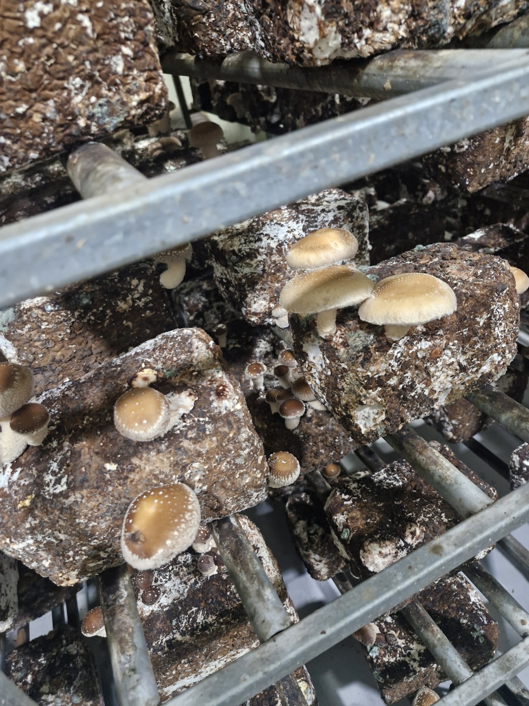 면역력/건강식재료 국내산 송화버섯 500g/1kg 향 가득한 프리미엄 송향버섯 이미지 8