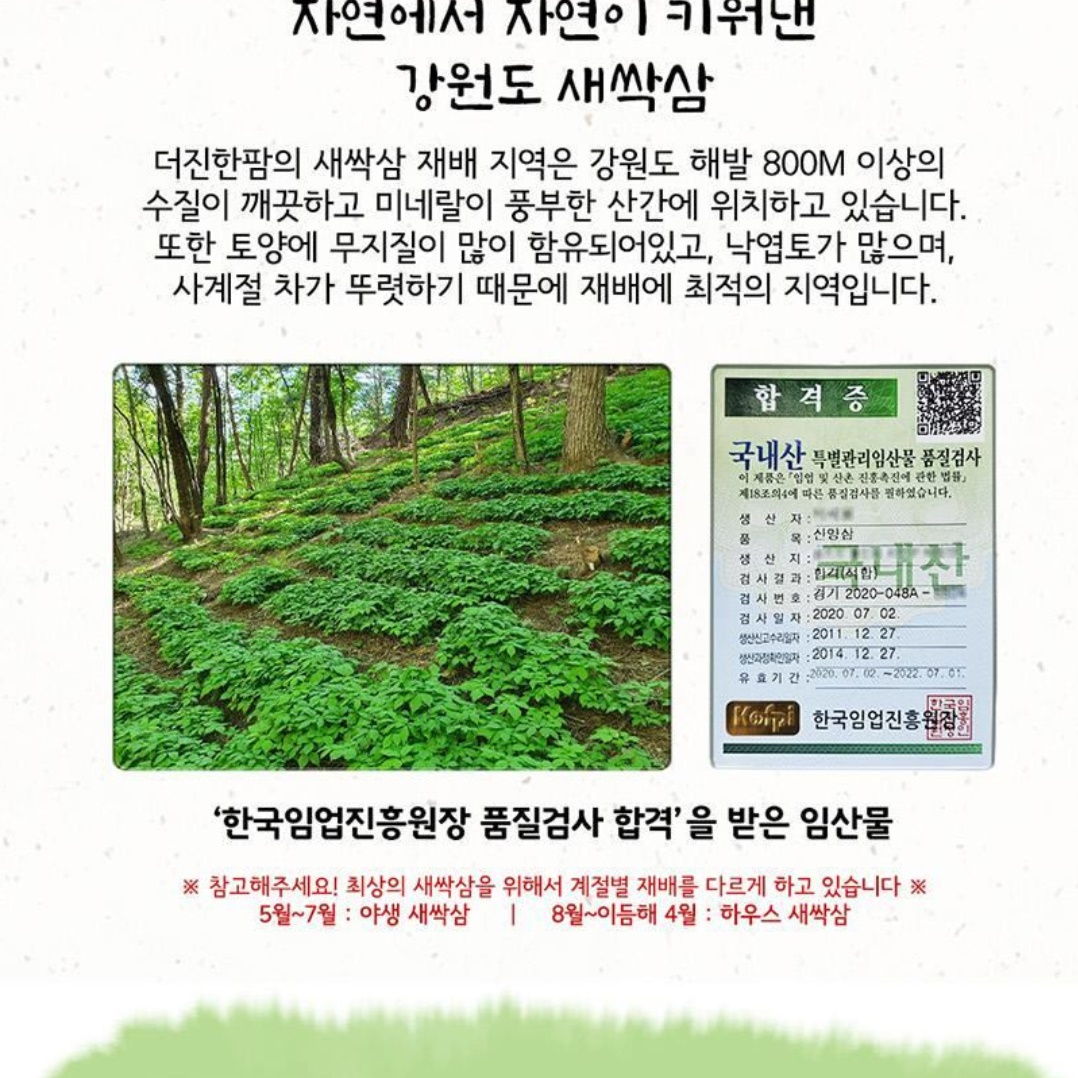 새싹삼 농장 선물용 새싹 산삼 새싹쌈 50뿌리 묘삼 - 상세 이미지 3