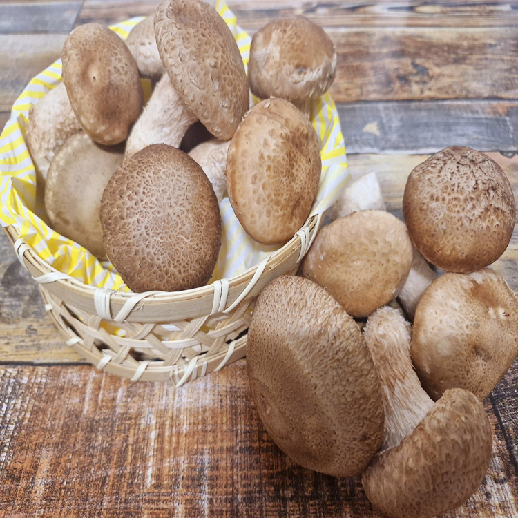 면역력/건강식재료 국내산 송화버섯 500g/1kg 향 가득한 프리미엄 송향버섯 - 상세 이미지 3