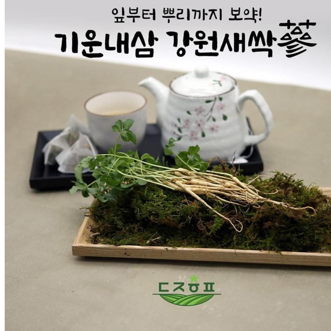 새싹삼 농장 선물용 새싹 산삼 새싹쌈 50뿌리 묘삼 - 상세 이미지 4