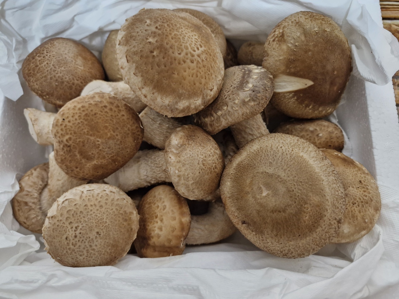 면역력/건강식재료 국내산 송화버섯 500g/1kg 향 가득한 프리미엄 송향버섯 이미지 7