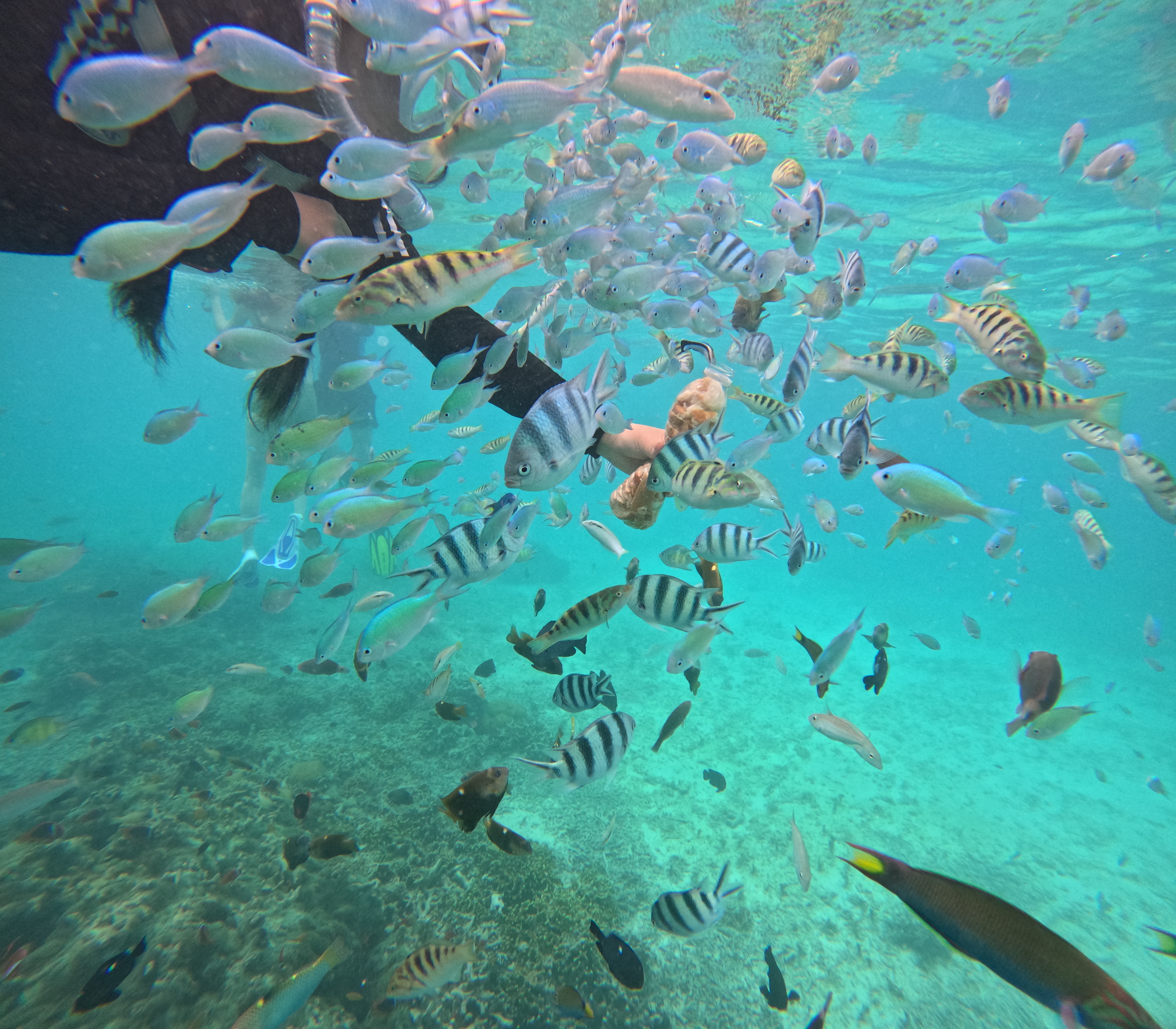 코타키나발루 멍알룸섬 호핑투어 신규 핑크비치 NEW 멍알룸섬투어 단독투어 프리다이빙 이미지 2