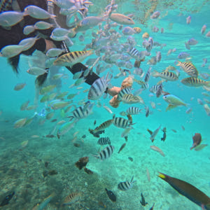 코타키나발루 멍알룸섬 호핑투어 신규 핑크비치 NEW 멍알룸섬투어 단독투어... 솔직 후기 | 실사용자 리뷰 분석 - 상품 이미지 2