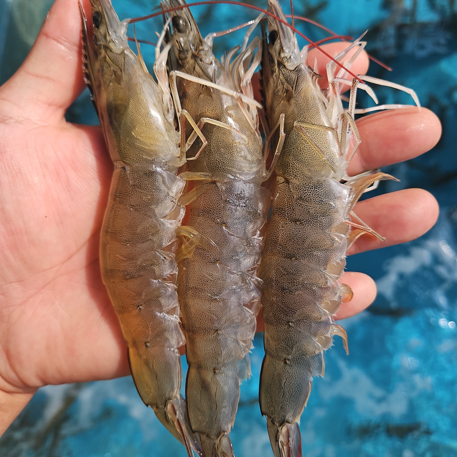 국내산 왕새우 1kg 30미 내외 흰다리새우 생물 왕새우 - 상세 이미지 3