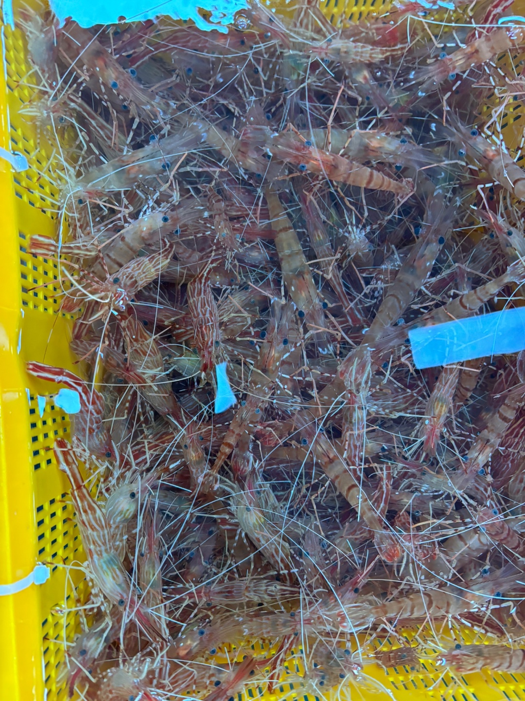 나나수산 울진죽변항 활 꽃새우 닭새우 도화새우 300g,500g,1kg 구성 이미지 6