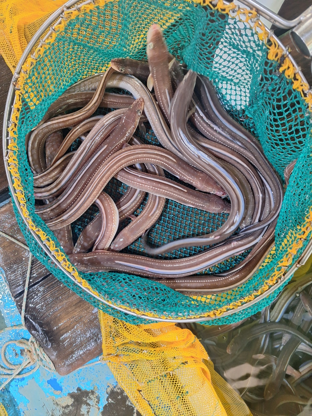 장어 자연산 바다장어 1kg 손질후 650g 내외 통영 아나고 붕장어 - 상세 이미지 4
