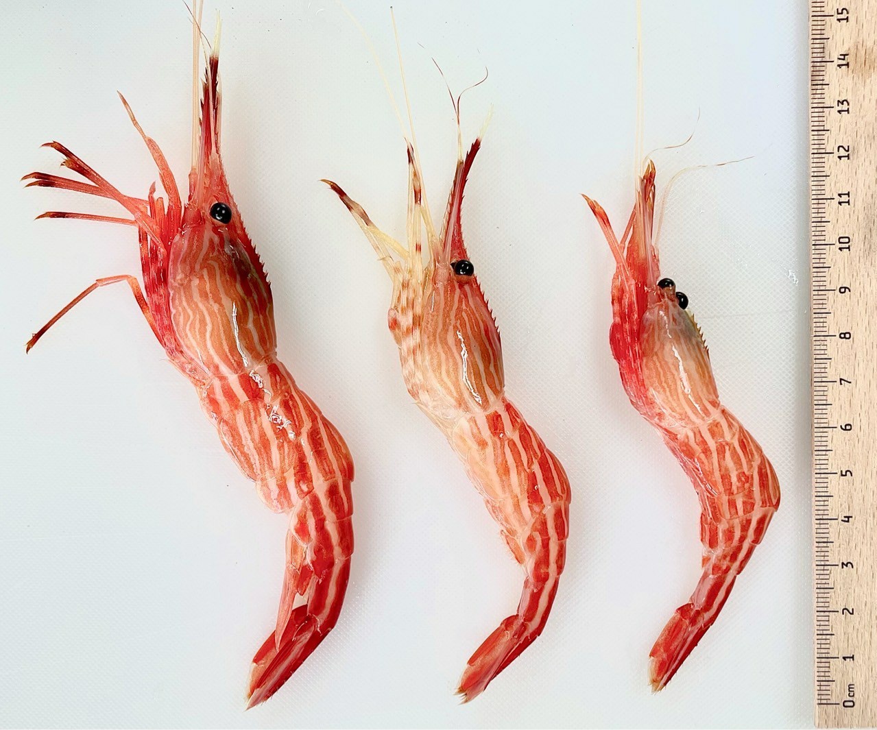 나나수산 울진죽변항 활 꽃새우 닭새우 도화새우 300g,500g,1kg 구성 - 상세 이미지 4