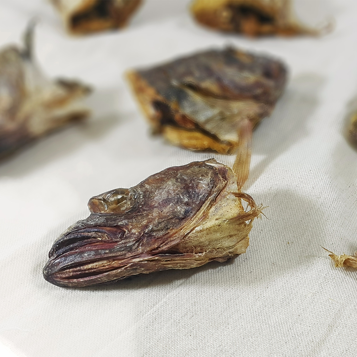 육수 잘 나는 황태 황태머리 북어머리 명태 1kg, 1개 - 상세 이미지 5