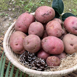 26년 햇감자 포슬포슬 달달한 카스테라 홍감자 수미 설봉 감자 1.5kg... 맛있게 먹은 솔직 후기 - 상품 이미지 1