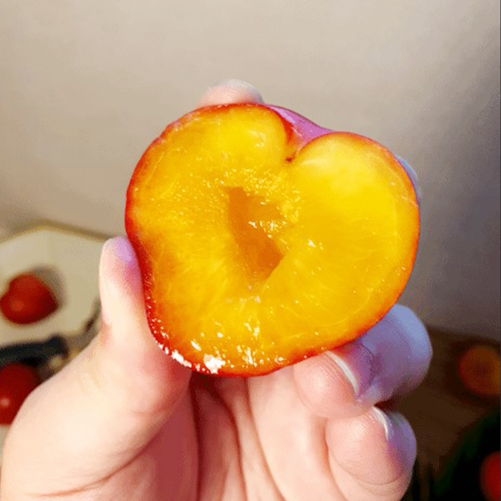 대석자두 청 추희자두 피 도담 후무사자두 켈시 포모사 이미지 3