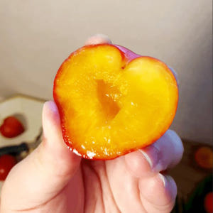 대석자두 청 추희자두 피 도담 후무사자두 켈시 포모사 맛있게 먹은 솔직 후기 - 상품 이미지 3
