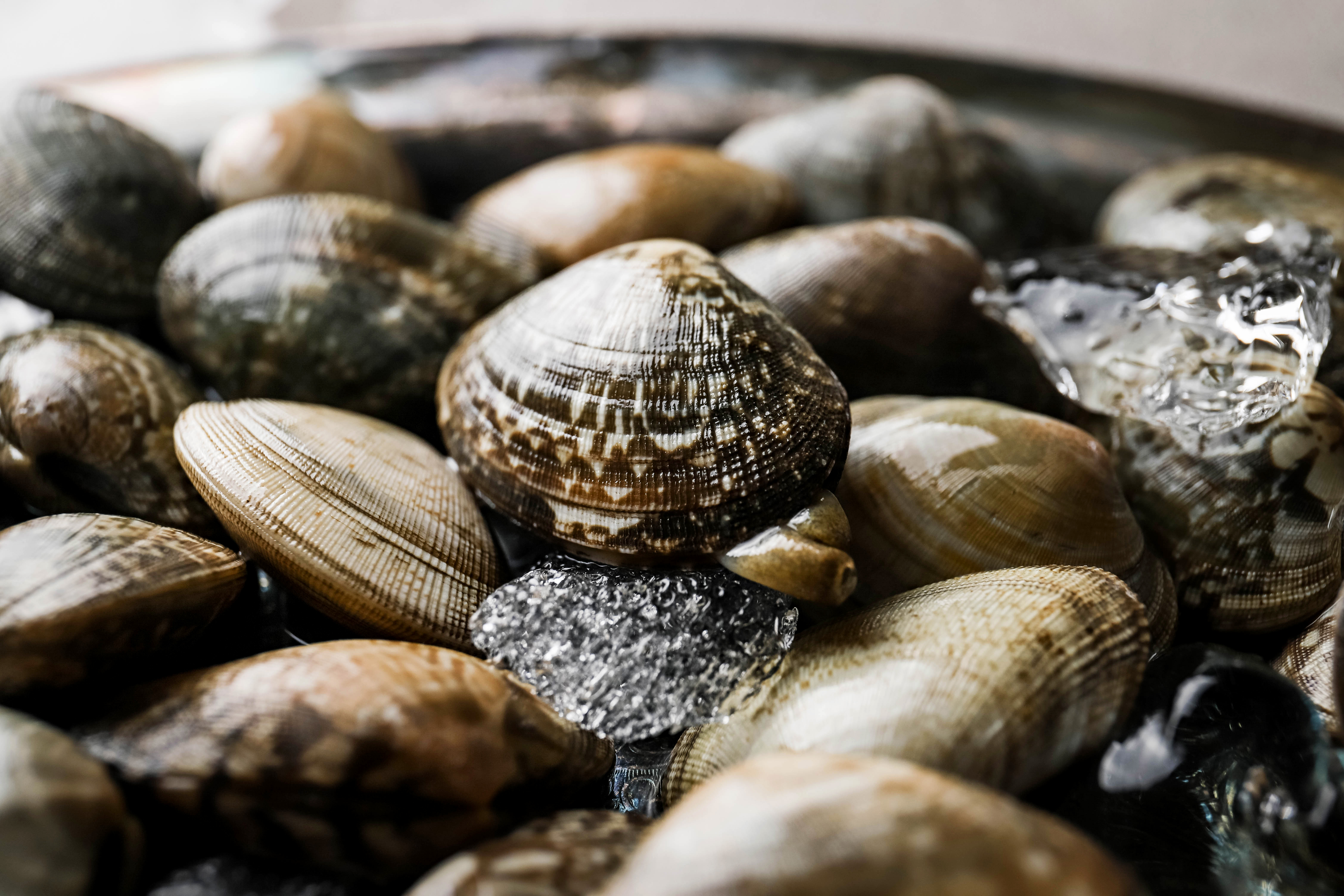 활바지락 국내산 고창 해감 하전 참 [최상등급]