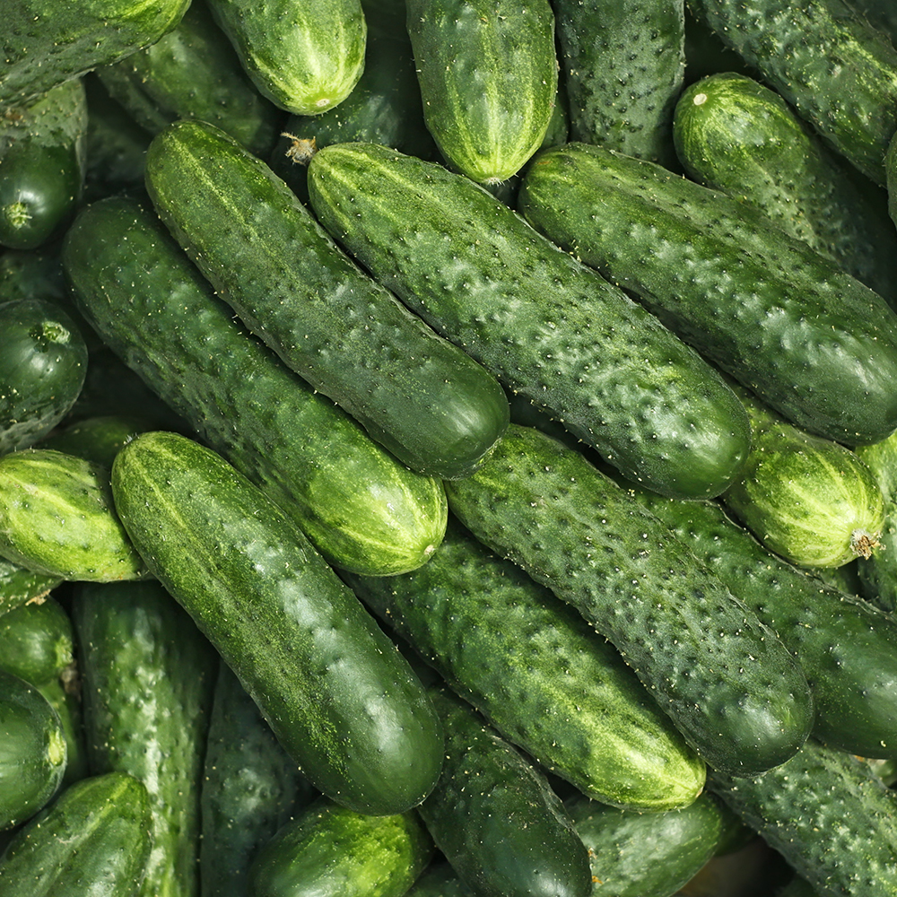 국내산 미니오이 스낵오이 수분가득 산지직송 신선한 꼬마오이 500g 1kg 2kg 3kg 4kg : 맛딜