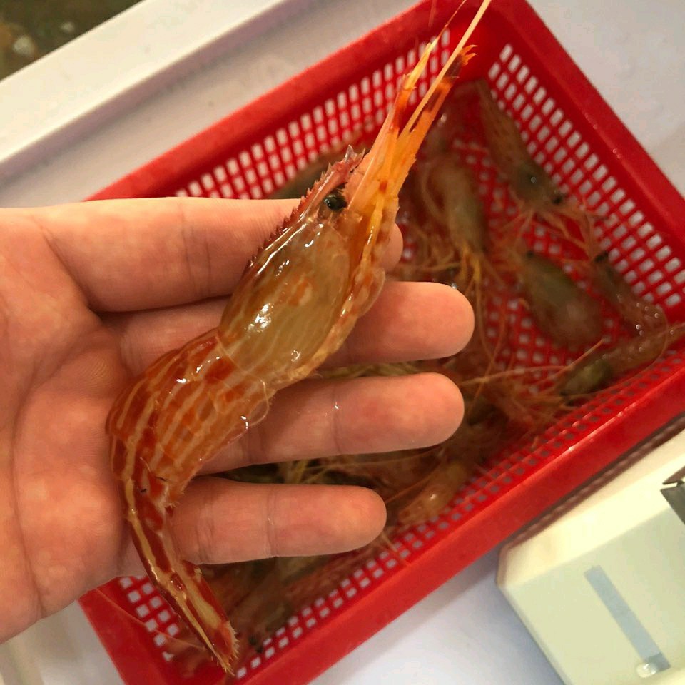 나나수산 울진죽변항 활 꽃새우 닭새우 도화새우 300g,500g,1kg 구성 - 상세 이미지 3