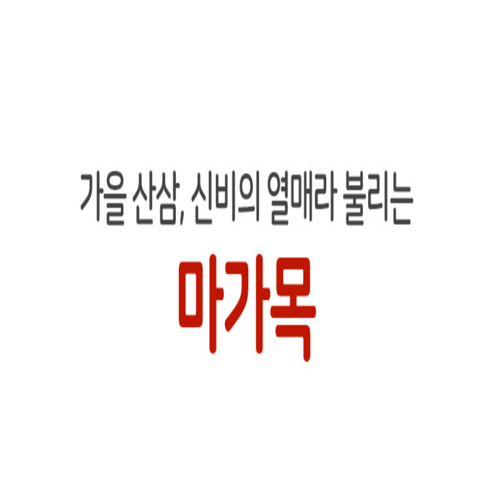 참굿즈 국산 말린 마가목 100% 마가목열매 300g - 상세 이미지 3