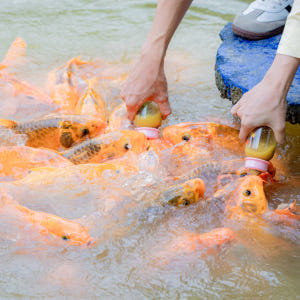 나트랑 양베이 폭포 투어 (공연 동물원 온천) 솔직 후기 | 실사용자 리뷰 분석 - 상품 이미지 4
