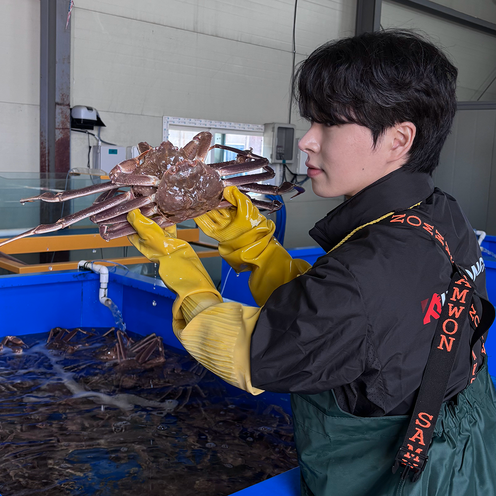 킹콩농수산 러시아 대게 수율보장 특A급 활 자숙 박달대게 1KG 사계절 프리모리 마가단 베르디 - 상세 이미지 3