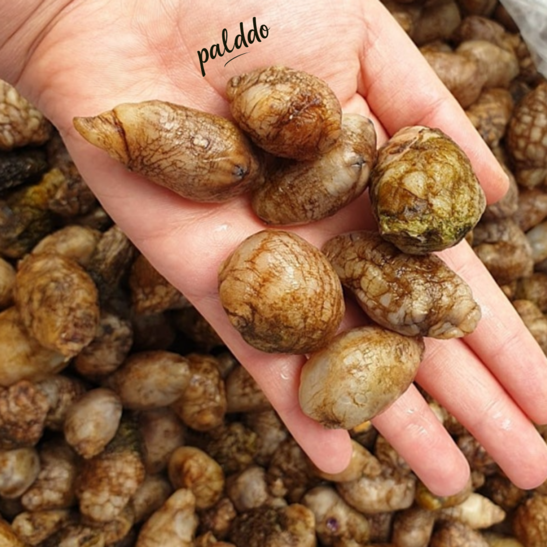 [무료배송] 국내산 냉동 오만둥이 5KG,벌크 냉동 미더덕 오만디 업소용 대용량 아구찜 해물찜