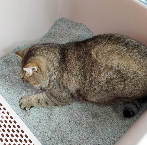 벤토볼 샌드에브리데이 실속형 다묘 볼타입 벤토나이트 고양이모래 18kg 이미지 4