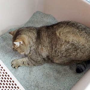 벤토볼 샌드에브리데이 실속형 다묘 볼타입 벤토나이트 고양이모래 18kg 솔직 후기 | 실제 사용자 리뷰 총정리 - 상품 이미지 4