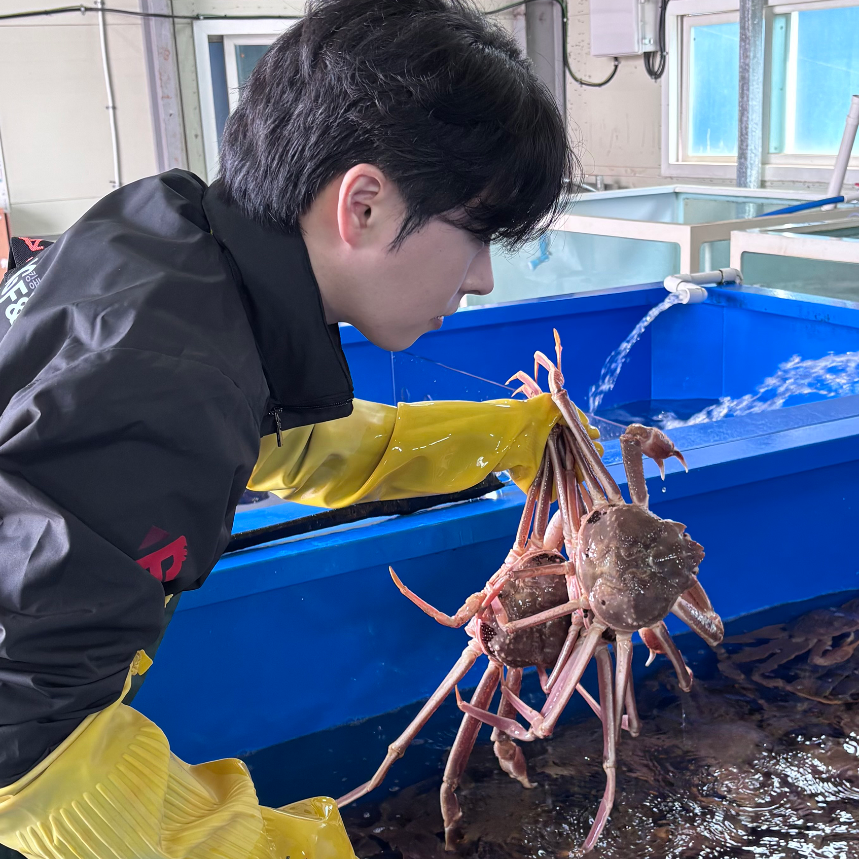 킹콩농수산 러시아 대게 수율보장 특A급 활 자숙 박달대게 1KG 사계절 프리모리 마가단 베르디 - 상세 이미지 4