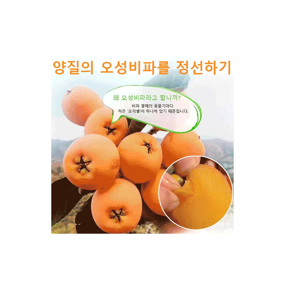 죽봉 소금 말린 비파 허니비 건살구 비파감귤 : 푸서우위안