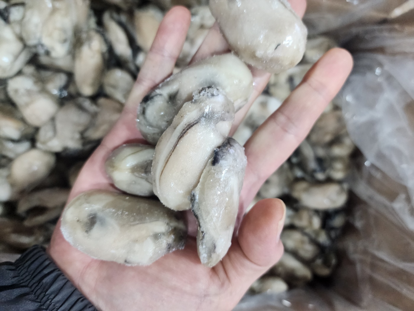 냉동 굴 5kg, 10KG 깐굴 통영 국내산 대용량 업소용 개별급속냉동 굴전 굴국밥 굴튀김