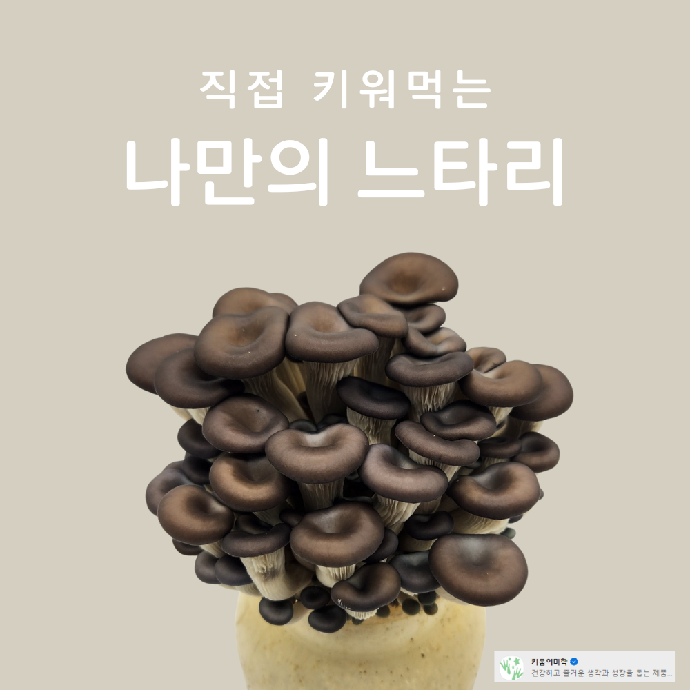 버섯키우기 키트 느타리버섯 1개 7,900 런칭이벤트 1+1 9,900 - 상품 이미지